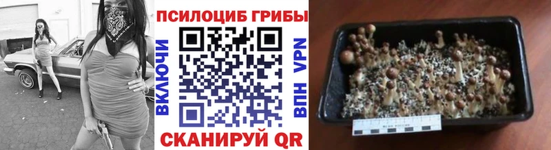 гидра ONION  наркошоп  Циолковский  Псилоцибиновые грибы прущие грибы 